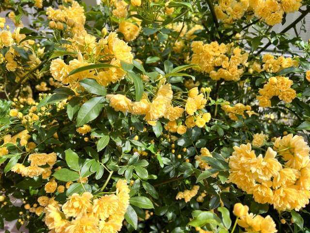 教室の庭のモッコウバラ